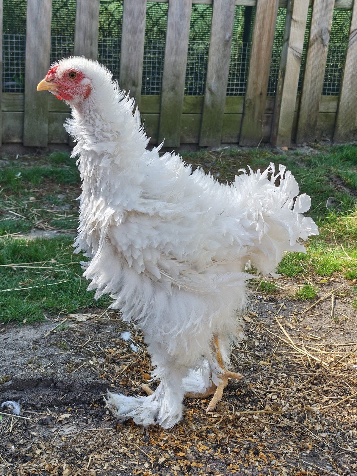 Brahma krulveer, Dieren en Toebehoren
