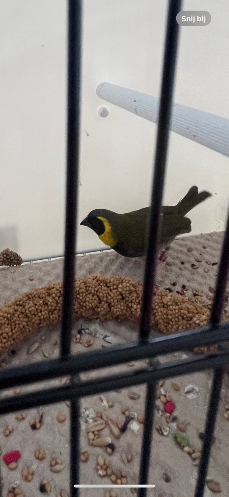 Cuba vink, Mannelijk, Tropenvogel, Geringd
