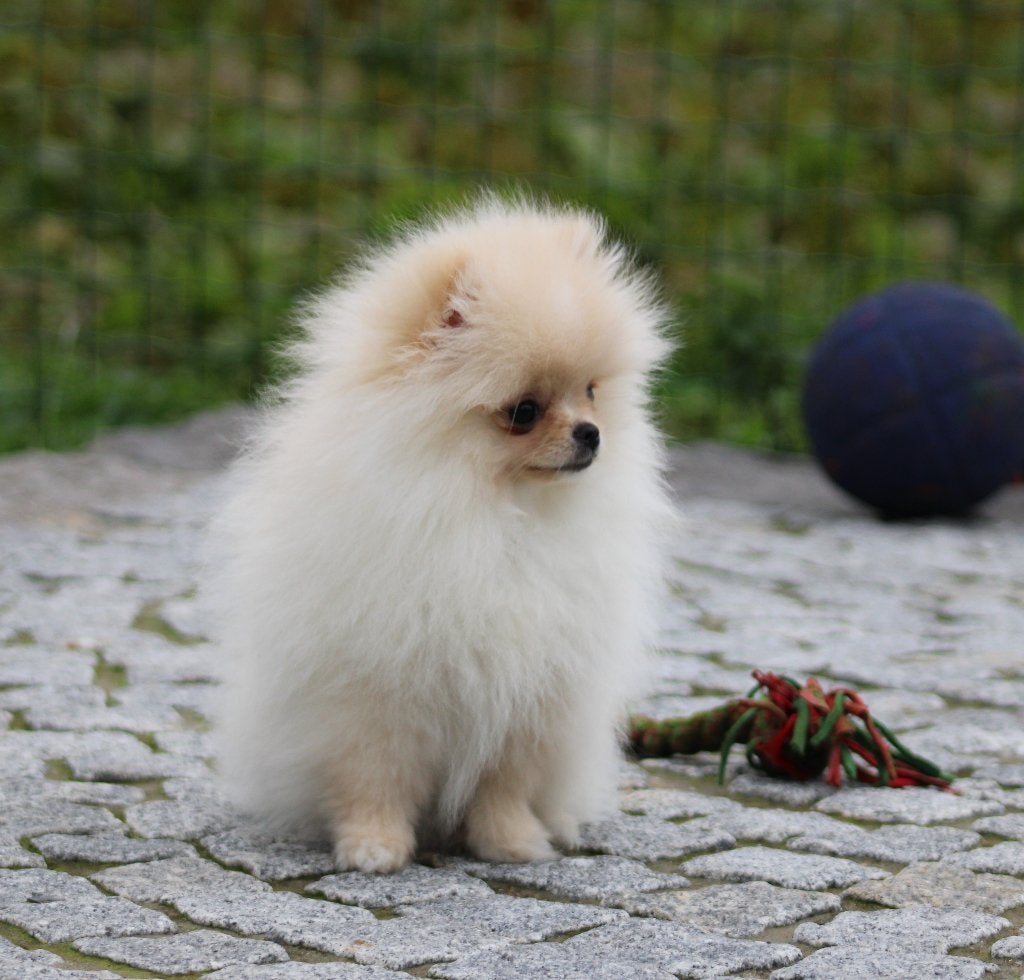 Chiot de Poméranie, Animaux & Accessoires, Loulou, Maladie de Carré (chiens), Chienne, Belgique