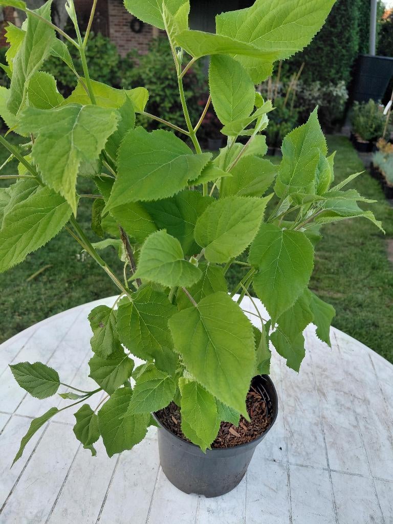 Hydrangea Annabelle, Tuin en Terras, Planten | Struiken en Hagen, Hortensia, Ophalen