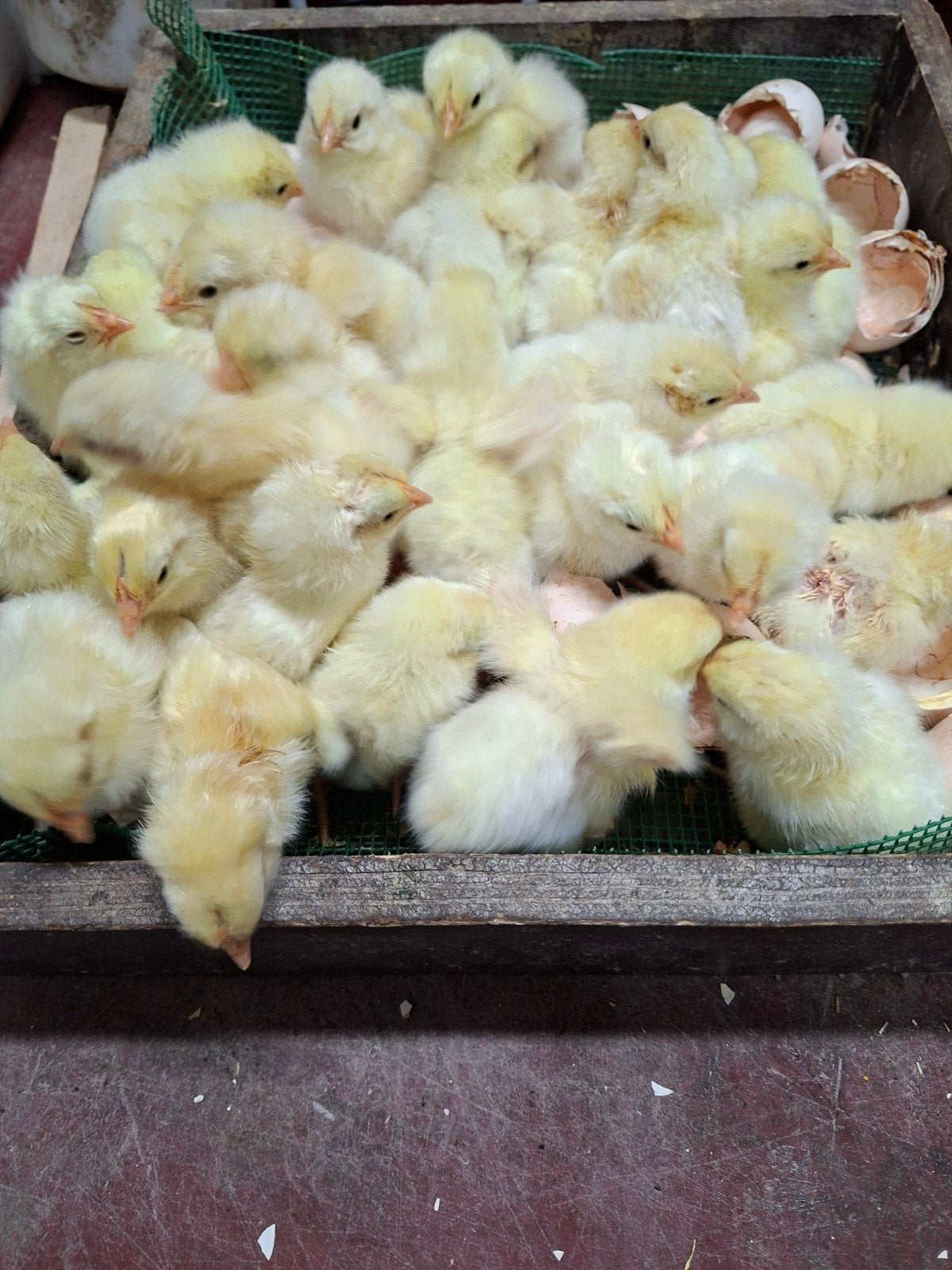 Poule de bresse kuikens, Dieren en Toebehoren, Pluimvee