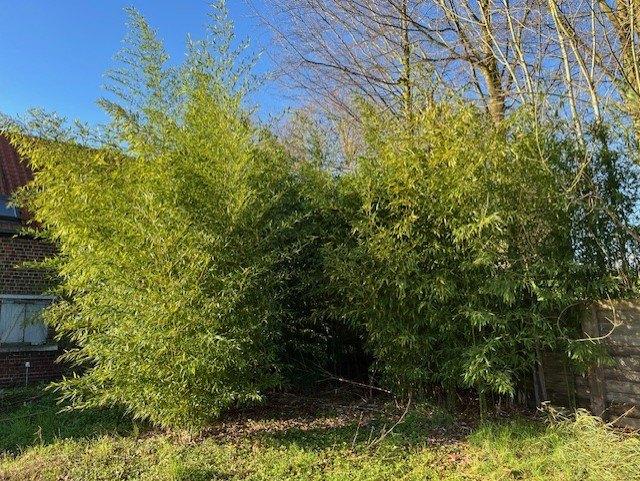 Gratis Bamboe - zelf uit te graven, Jardin & Terrasse, Plantes | Jardin, Enlèvement, Plante fixe, Graminées ornementales