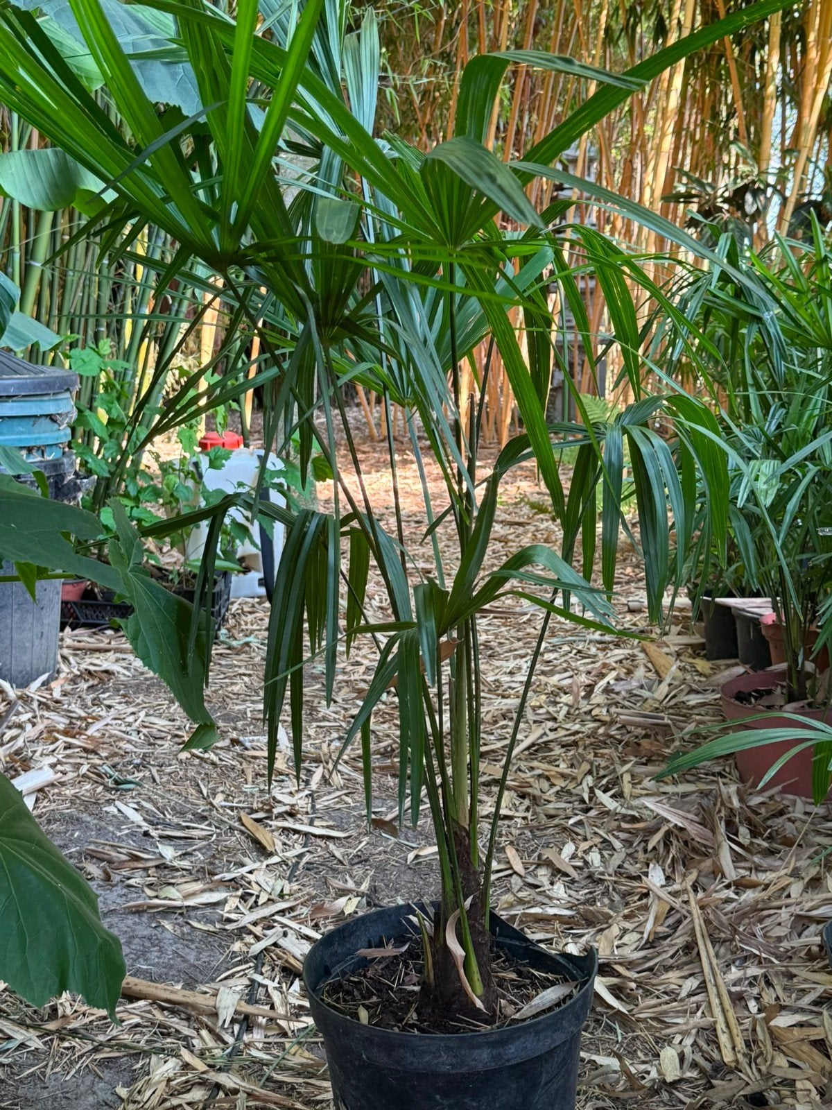 Palmier trachycarpus fortunei, Enlèvement