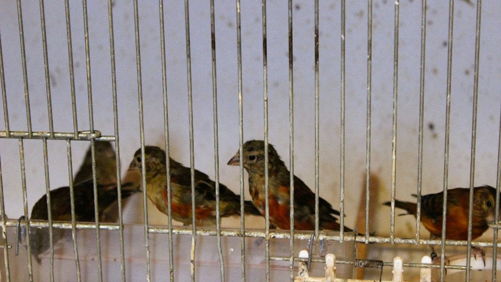 kapoetsesijs X kanarie te koop, Meerdere dieren, Tropenvogel, Tam