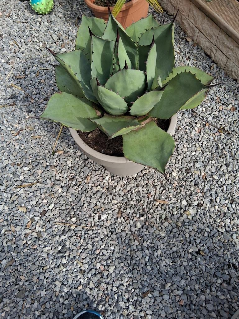 Planten, Enlèvement