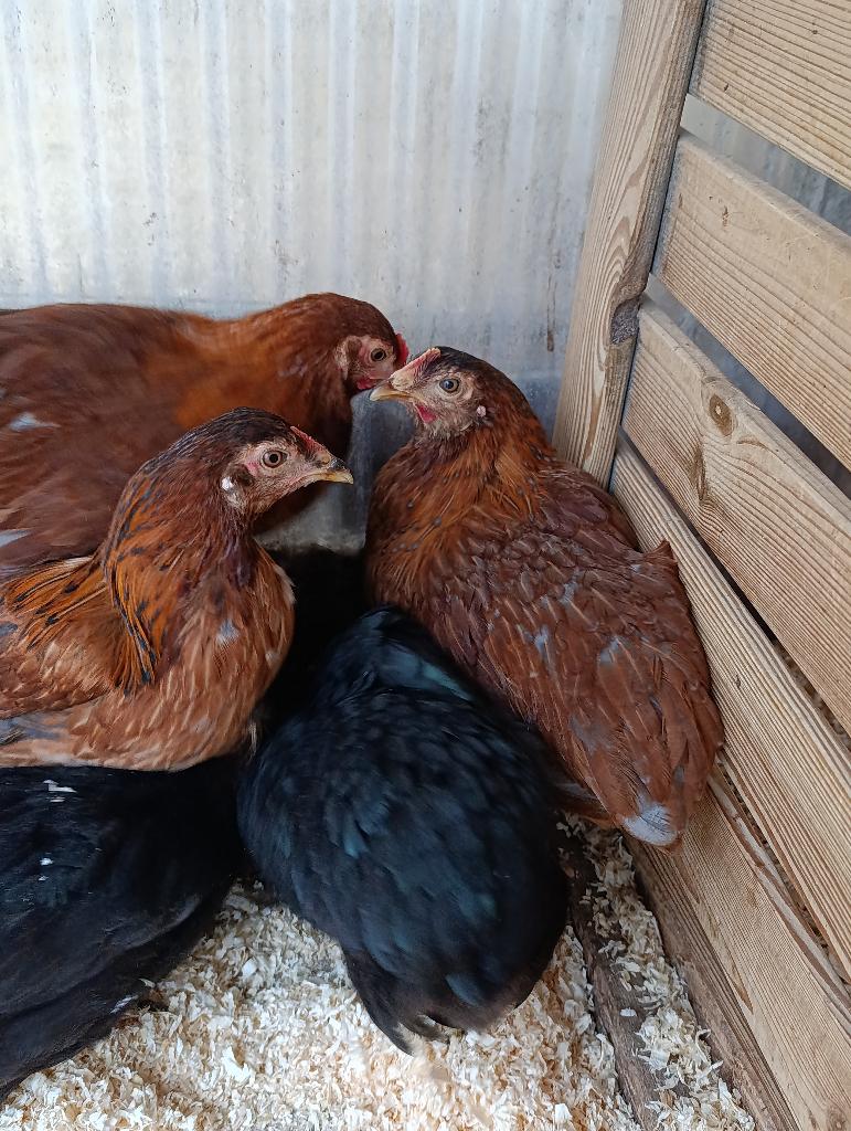 araucanes à queue boulonnée action 4+1 gratuite 0499/082381, Femelle, Poule ou poulet