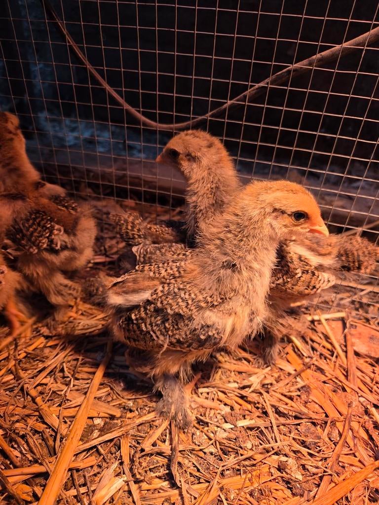 Hennen kuikentjes, Femelle, Poule ou poulet