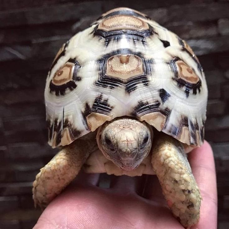 Opzoek: Witte panterschildpad, Dieren en Toebehoren, Schildpad