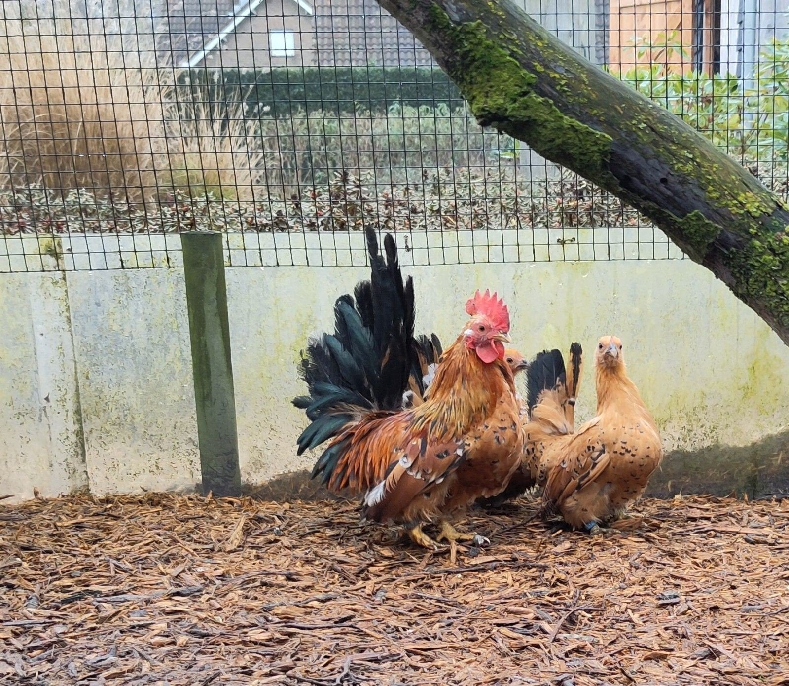 Chabo kriel haantjes porselein kleur, Animaux & Accessoires, Volatiles, Mâle, Poule ou poulet