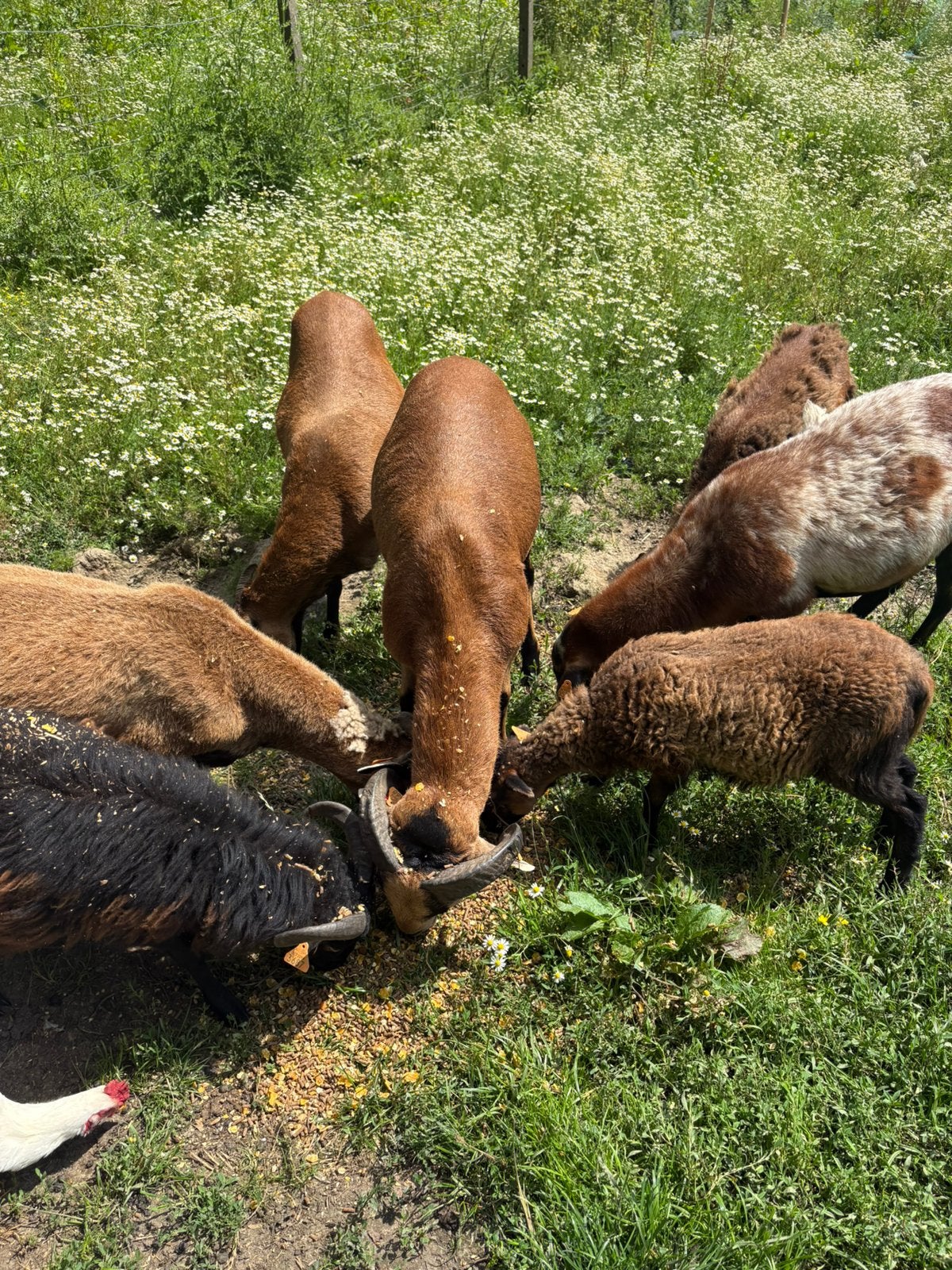 Kameroen schapen, Dieren en Toebehoren, Geslacht onbekend