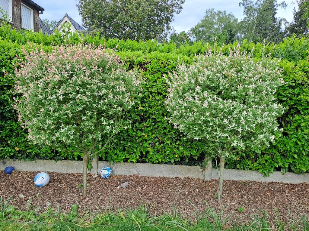 Mooie boompjes voor in tuin - spotprijs, Tuin en Terras, Planten | Bomen, Ophalen, Zomer, Overige soorten, 100 tot 250 cm