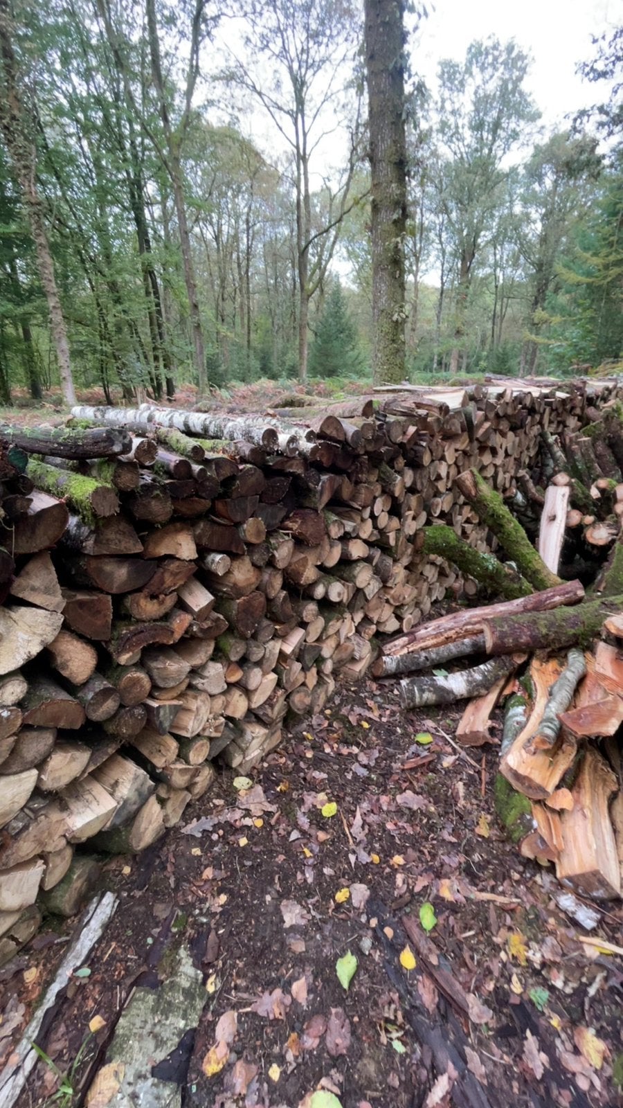Bois de chauffage, 6 m³ ou plus, Enlèvement, Chêne, Bûches