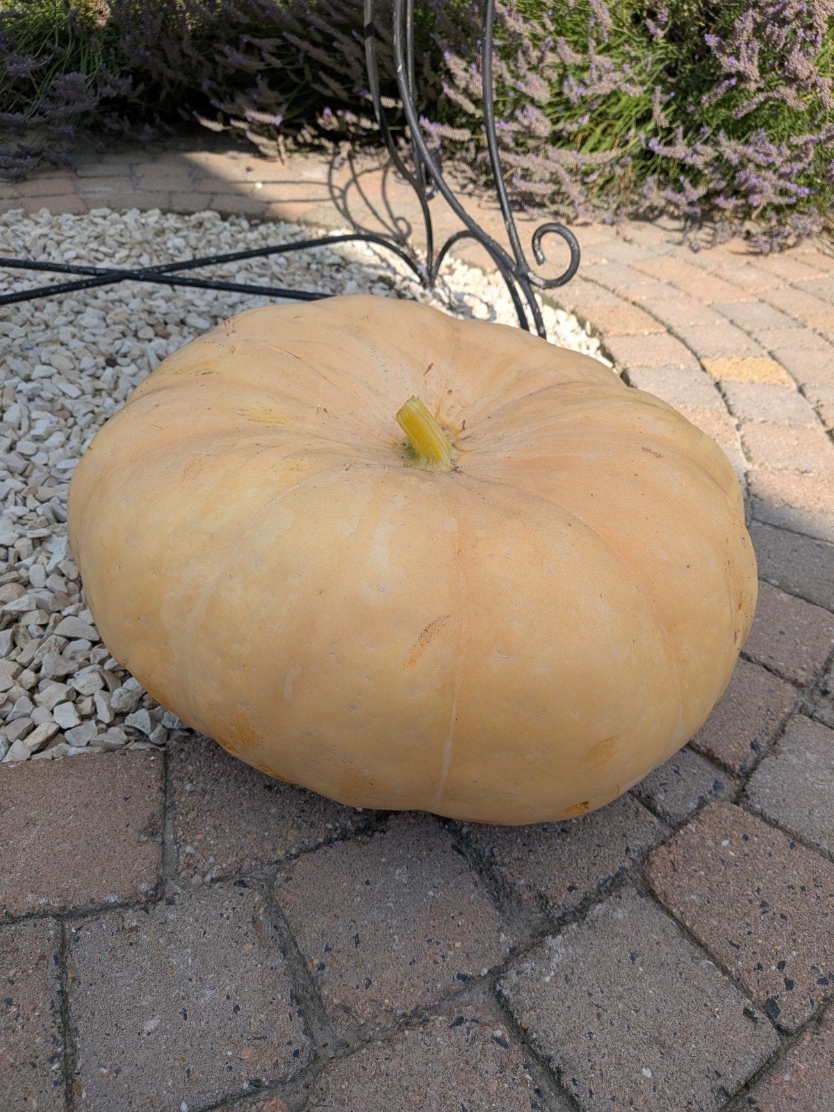 Pompoenen, Tuin en Terras, Ophalen