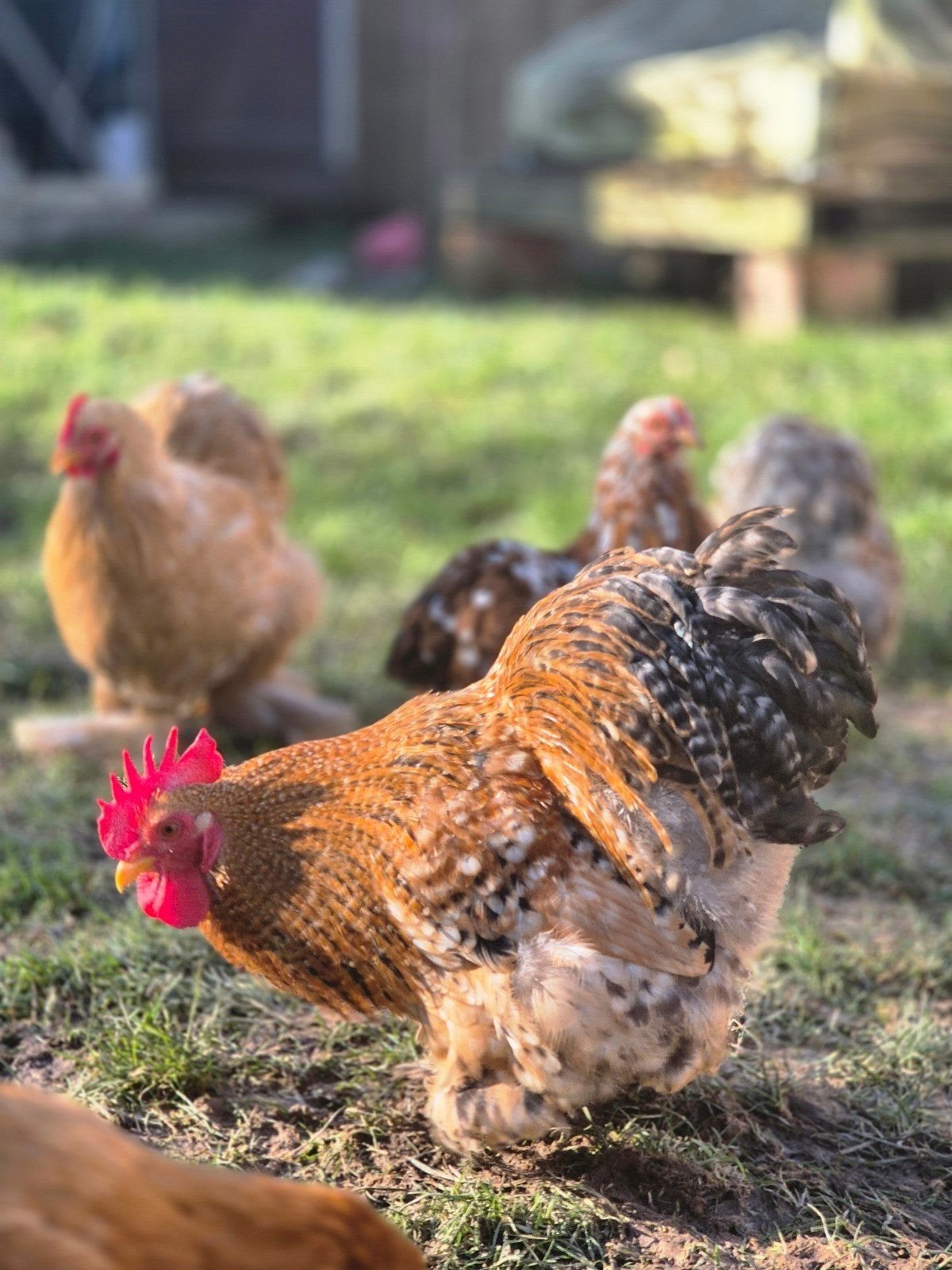 Cochin Kriel, sierkippen, kippen, Dieren en Toebehoren, Pluimvee