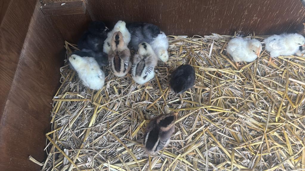 Araucana kuikens te koop, Meerdere dieren, Kip
