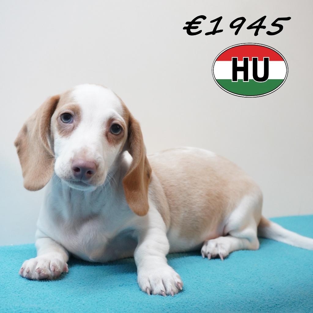 Kortharige Teckels pups vol pit te koop, Dieren en Toebehoren, Honden | Teckels en Dashonden, Meerdere dieren, Korthaar, Handelaar