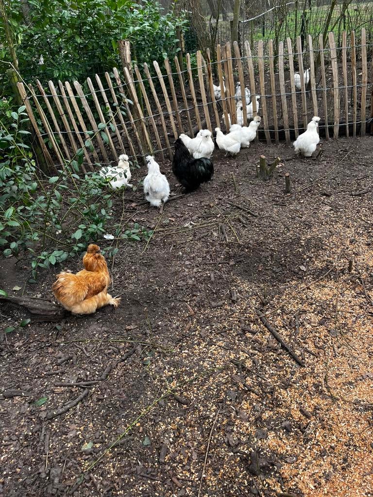 Zijdehoen hennetjes, Dieren en Toebehoren