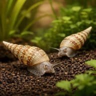 Torenslak aquarium slak, Animaux & Accessoires, Escargot ou Mollusque, Poisson d'eau douce