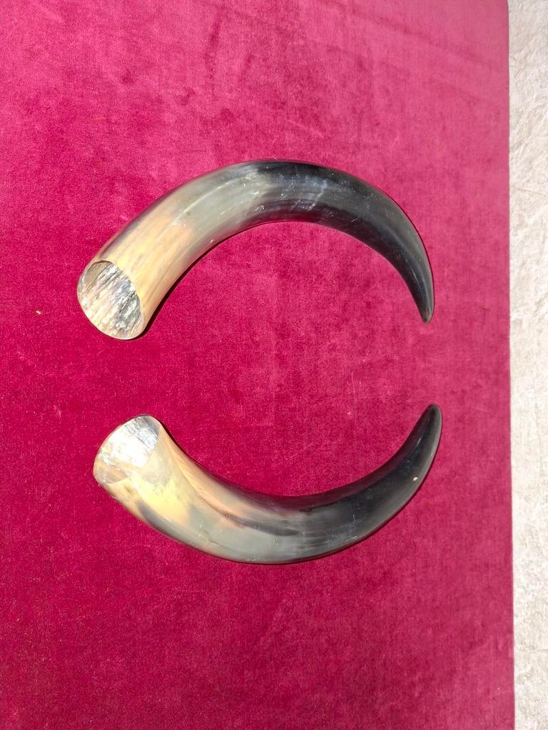 Gepolijste Bull hoorns, Ophalen of Verzenden