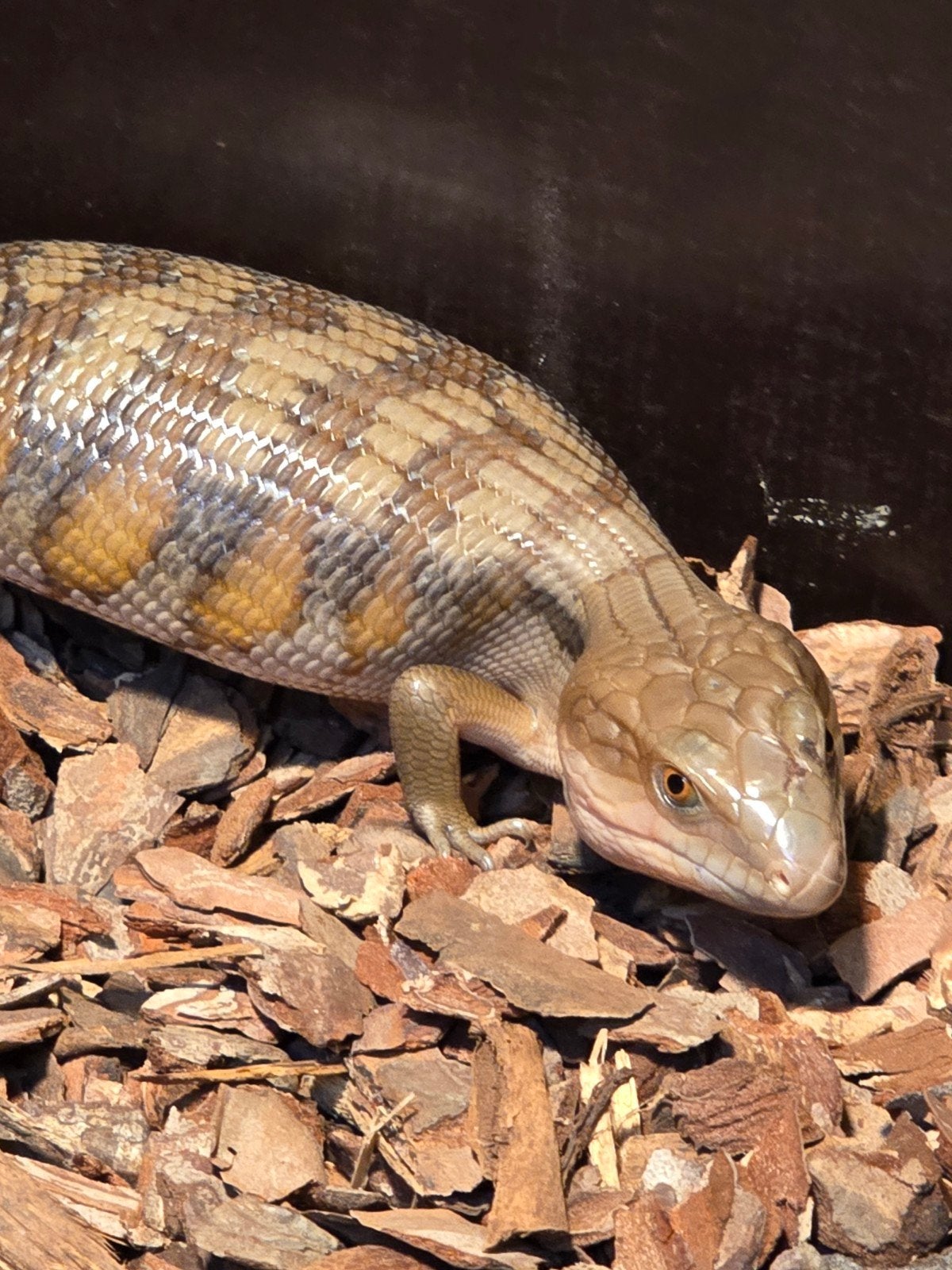 Prachtige Noordelijke blauwtongskinken (Tiliqua scincoides i, Animaux & Accessoires, Reptiles & Amphibiens, Amphibien