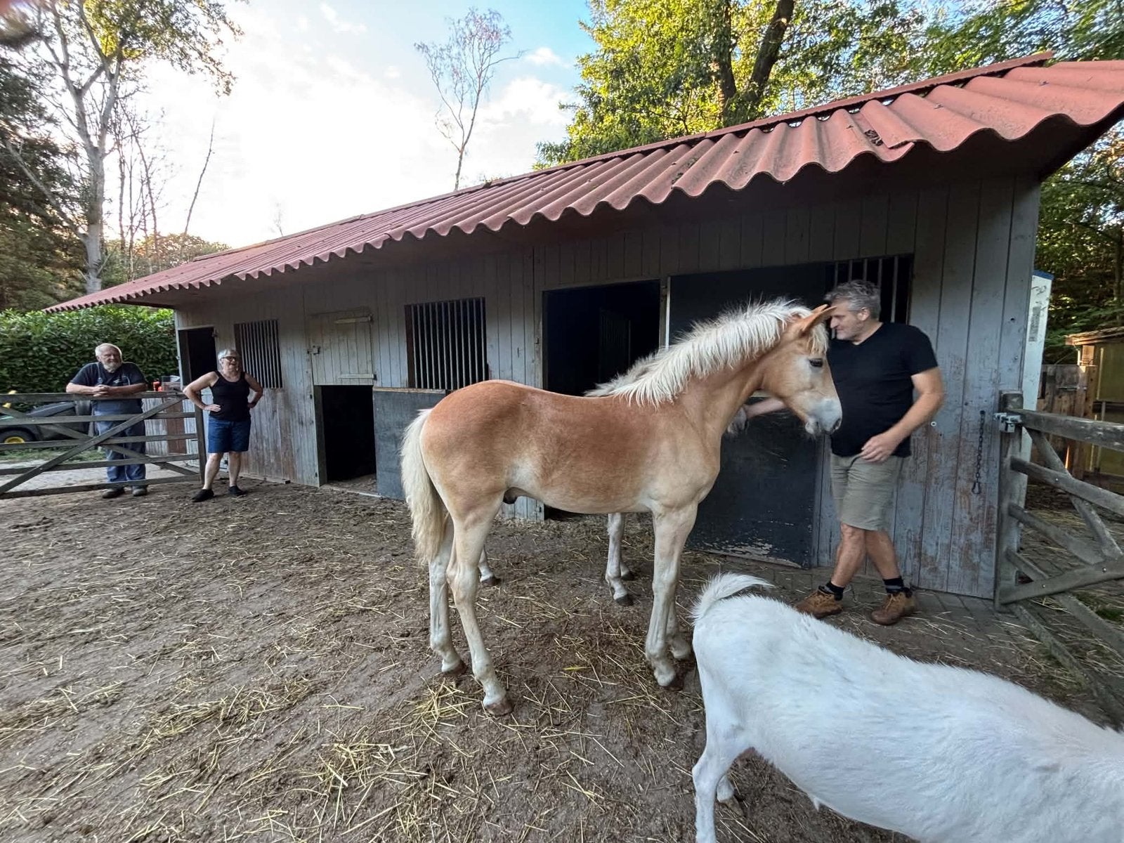 Haflinger hengstveulen te koop, Dieren en Toebehoren