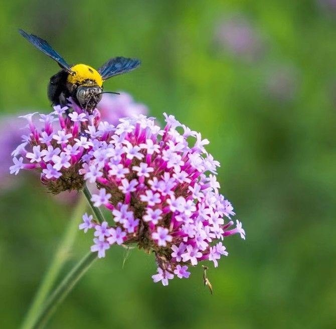 Verbena bonariensis, Tuin en Terras, Ophalen, Vaste plant, Volle zon