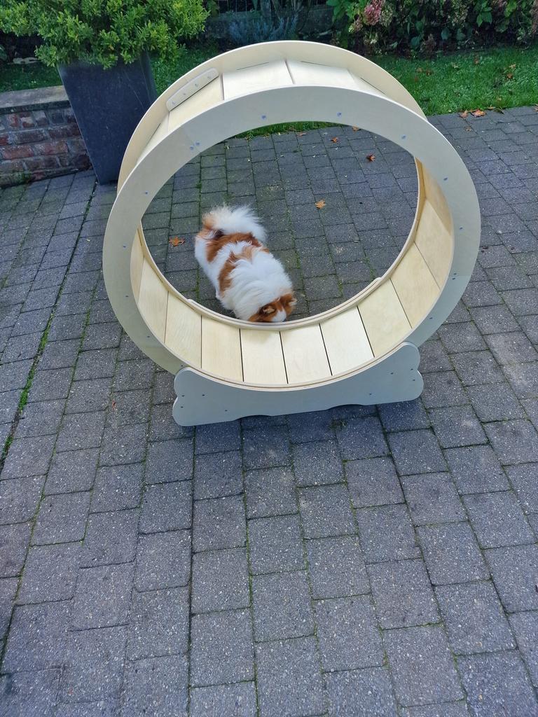 Roue pour chat, Enlèvement, Comme neuf