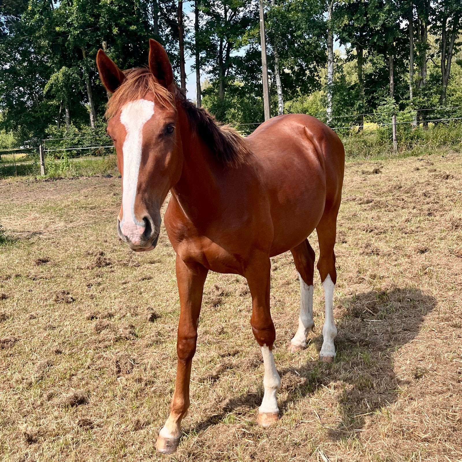 Prachtige vosse jaarling hengst met topkarakter, Dieren en Toebehoren, Paarden, Hengst, Met stamboom, 0 tot 2 jaar