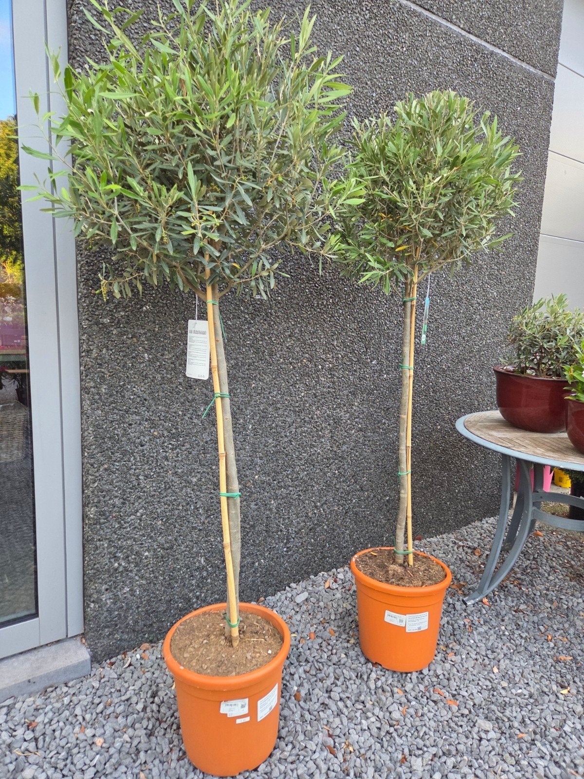 Olijfboom Olea Europaea, Tuin en Terras, Planten | Bomen, Ophalen, Olijfboom