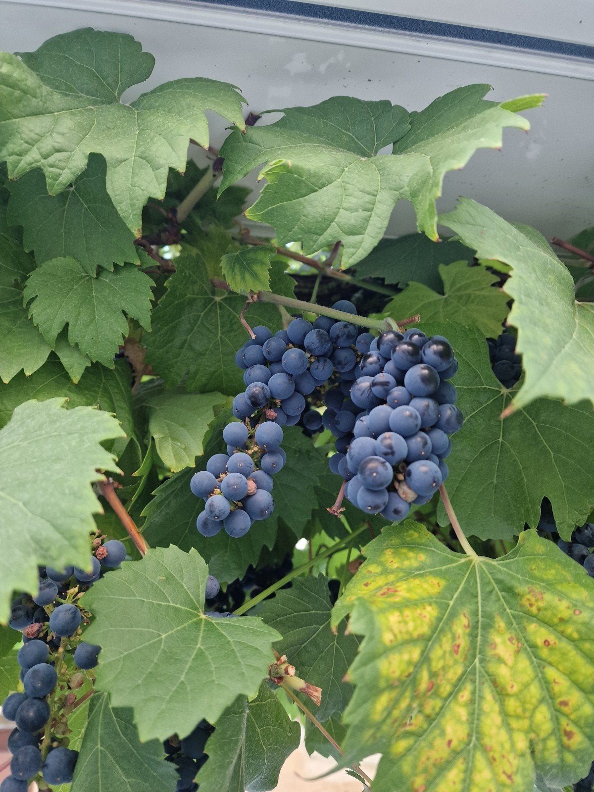 Gratis wijndruiven, Tuin en Terras, Ophalen