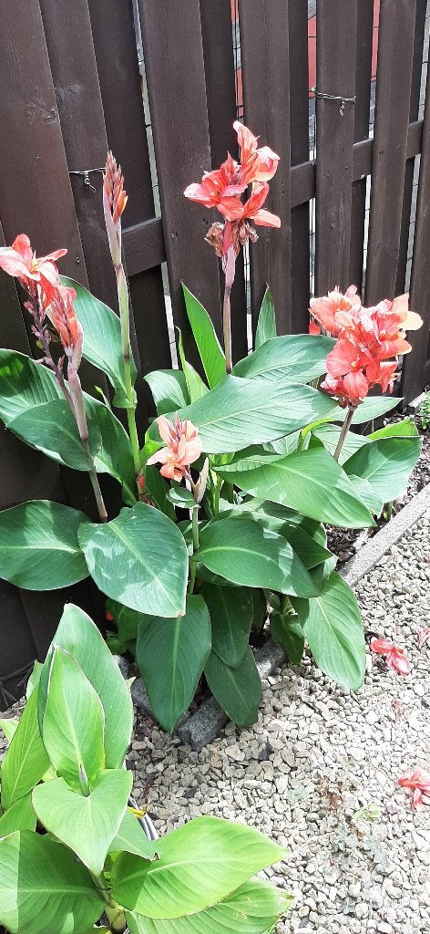 Cannas te koop einde hobby, Tuin en Terras, Planten | Tuinplanten, Ophalen