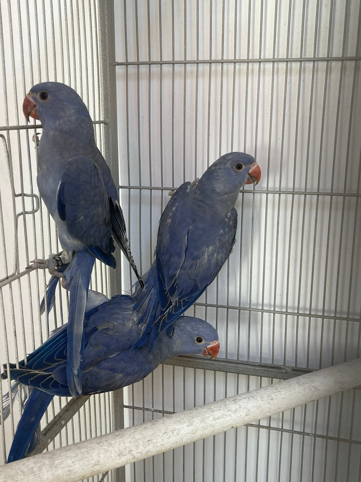 DF violet halsbandparkiet te koop, Meerdere dieren, Parkiet, Pratend