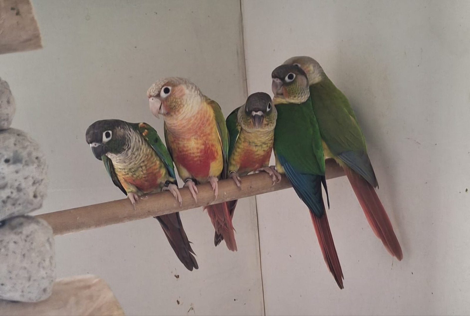 Verschillende vogels vermindering hobby