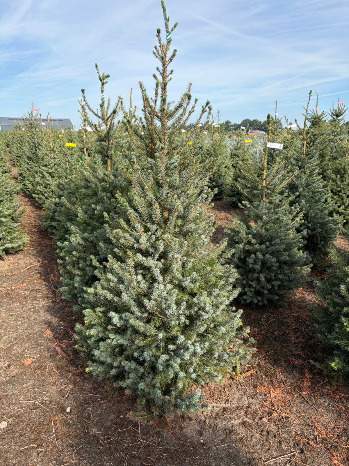 Picea Omorika kerstbomen – TOPKWALITEIT  – 150-225 cm, Jardin & Terrasse, En pot, Autres espèces, Enlèvement, Ombre partielle