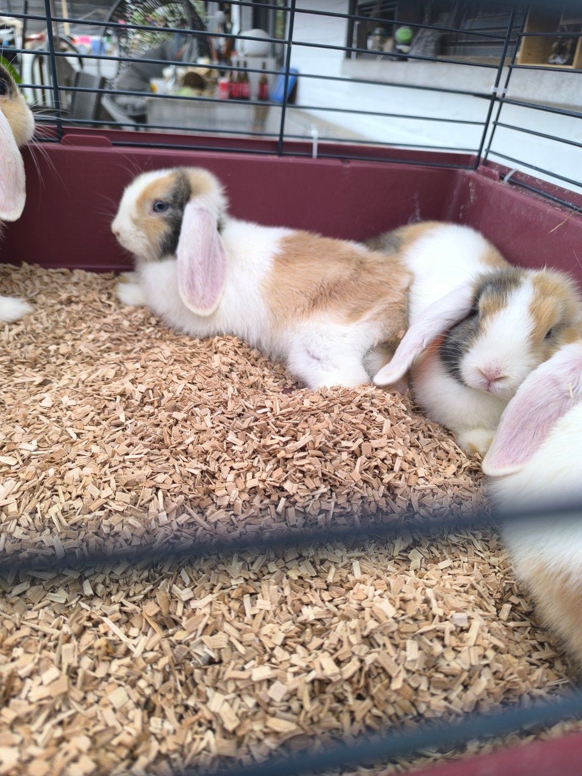 Jonge Ndh konijn minilop meisjes, Dieren en Toebehoren, Konijnen