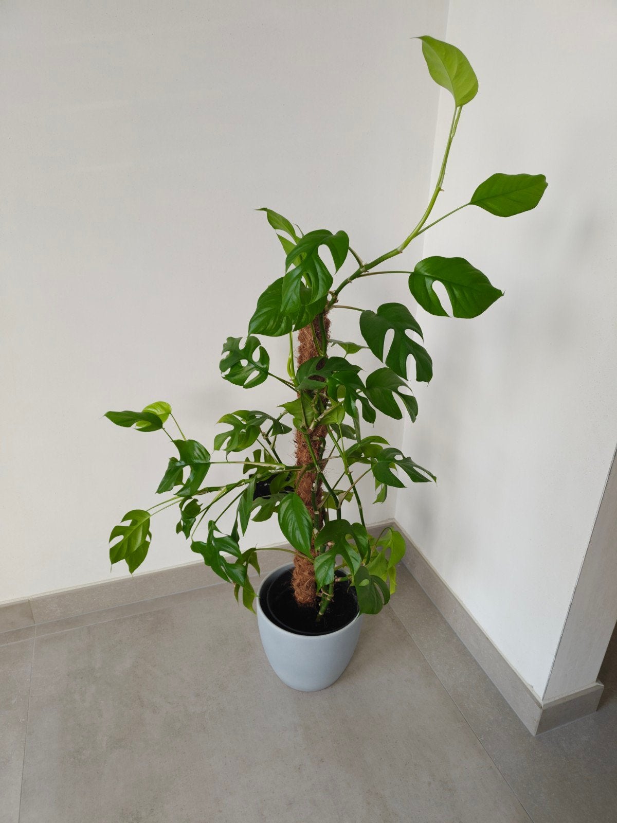 Kamerplant monstera, Huis en Inrichting, Groene kamerplant, Ophalen, Halfschaduw, 100 tot 150 cm