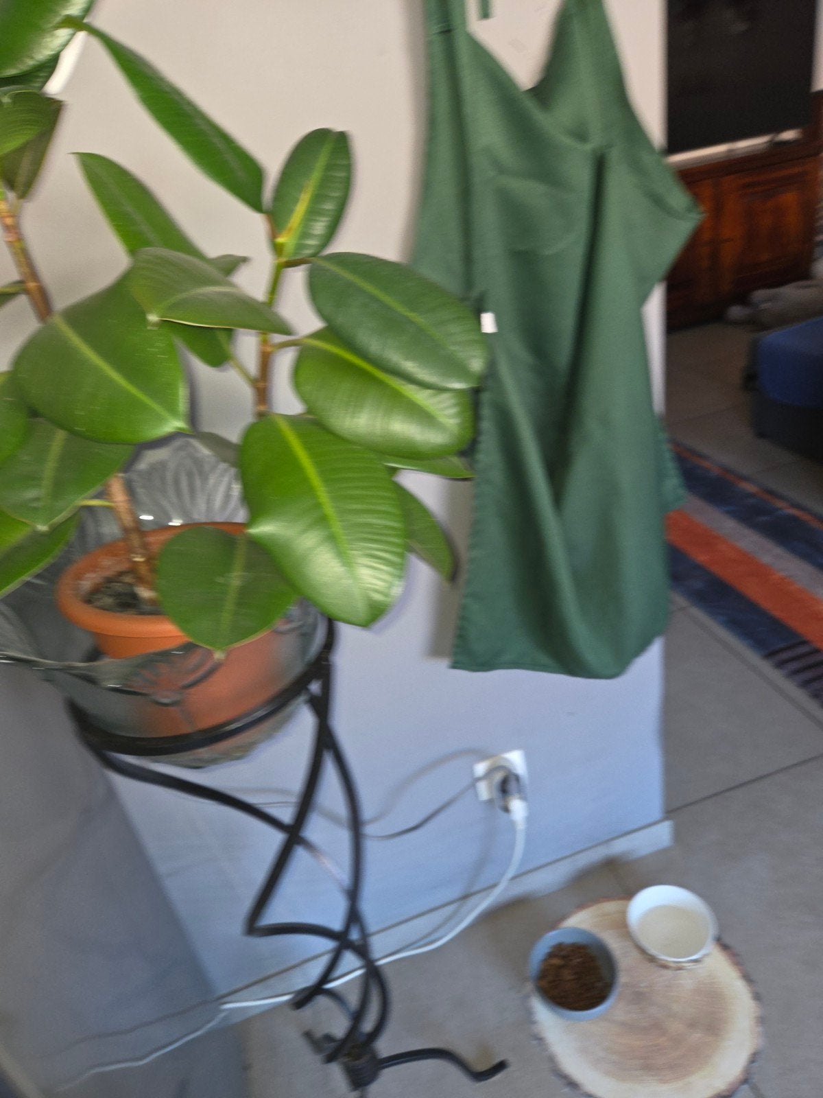 ficus elastica, Huis en Inrichting, Kamerplanten, Verzenden, Ficus