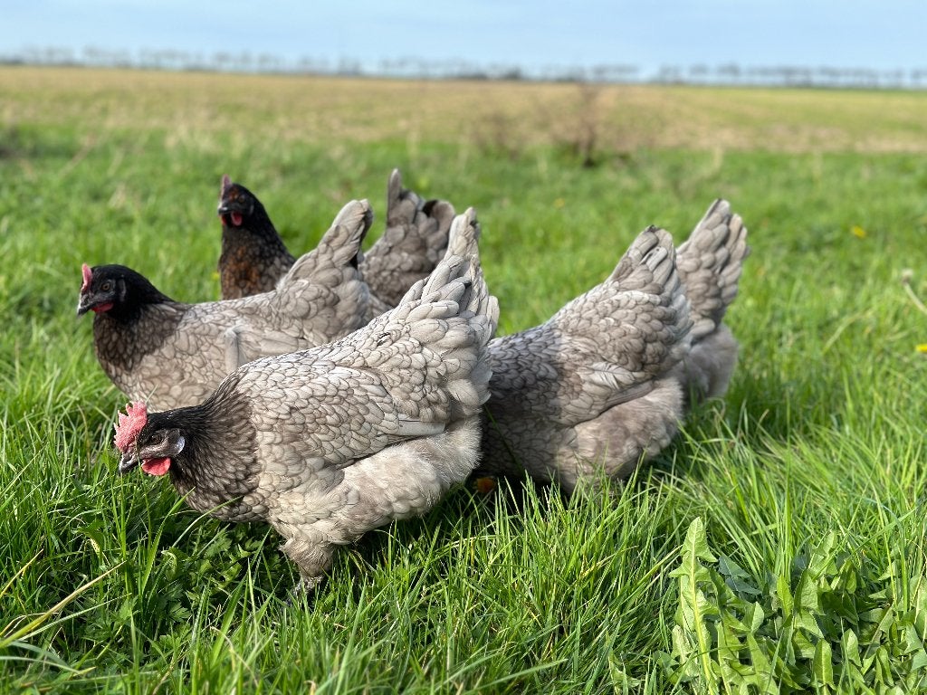 Jonge tamme Bleu de Landes kippen gesekst en ingeënt, Dieren en Toebehoren, Vrouwelijk, Kip