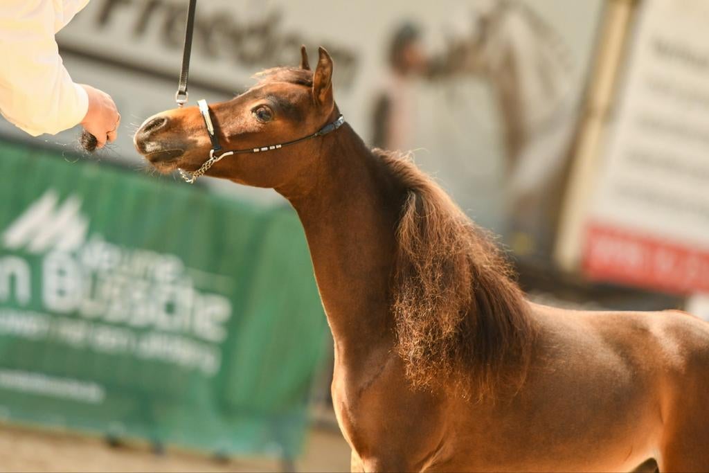 2jarige AMHA hengst, Dieren en Toebehoren, Paarden, Hengst, Gechipt, 0 tot 2 jaar