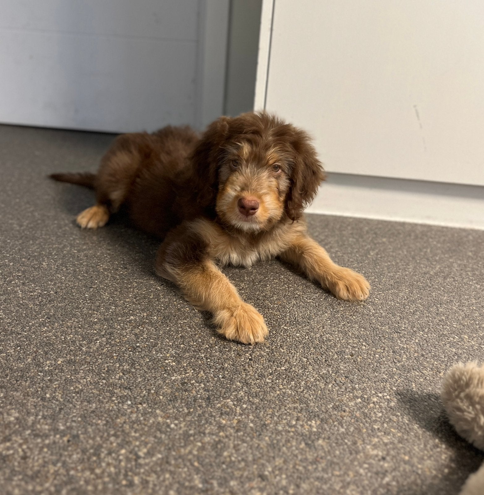Knappe medium doodle pups (border collie x poedel), Poedel, België, CDV (hondenziekte), 8 tot 15 weken