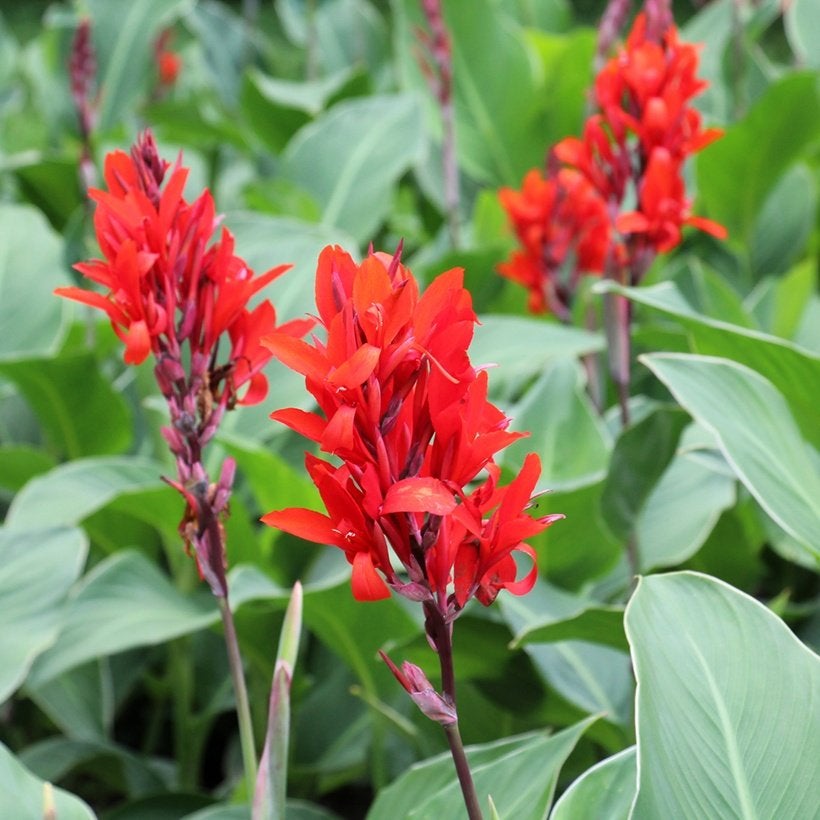 Incapijlwortel ( Canna edulis ), Tuin en Terras, Planten | Tuinplanten, Vaste plant, Groenteplanten, Volle zon, Zomer, Ophalen