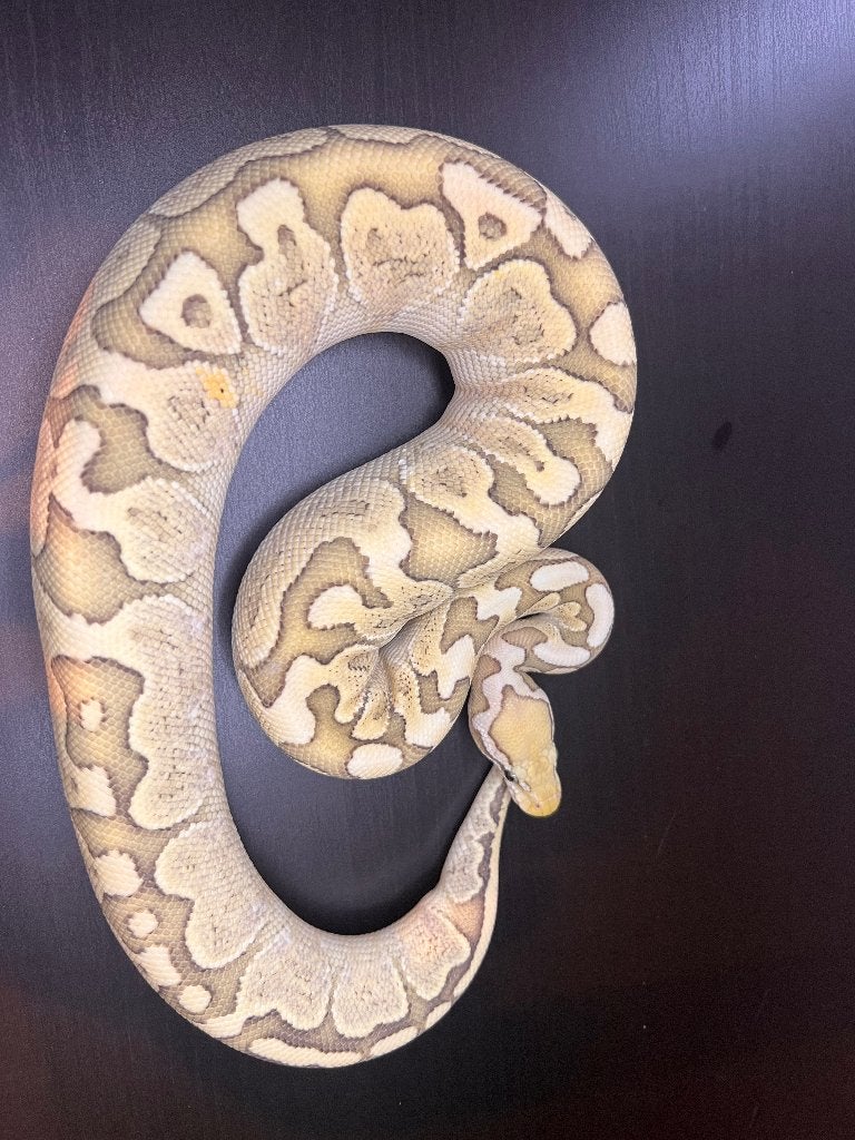 Ball Python vrouw, Dieren en Toebehoren, Reptielen en Amfibieën, Slang, Tam, 0 tot 2 jaar