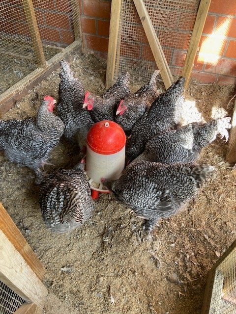 Mechelse koekoek, Mâle, Poule ou poulet