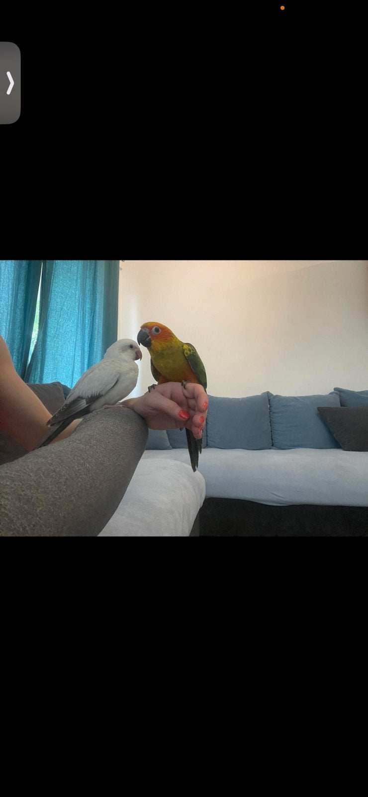 Conure a ceder eam, Animaux & Accessoires, Femelle, Perroquet, Domestique