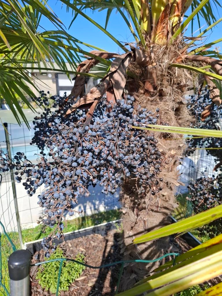 Trachycarpus palmboom 1 tros zaden voor 10€., Ophalen, Volle zon, Palmboom