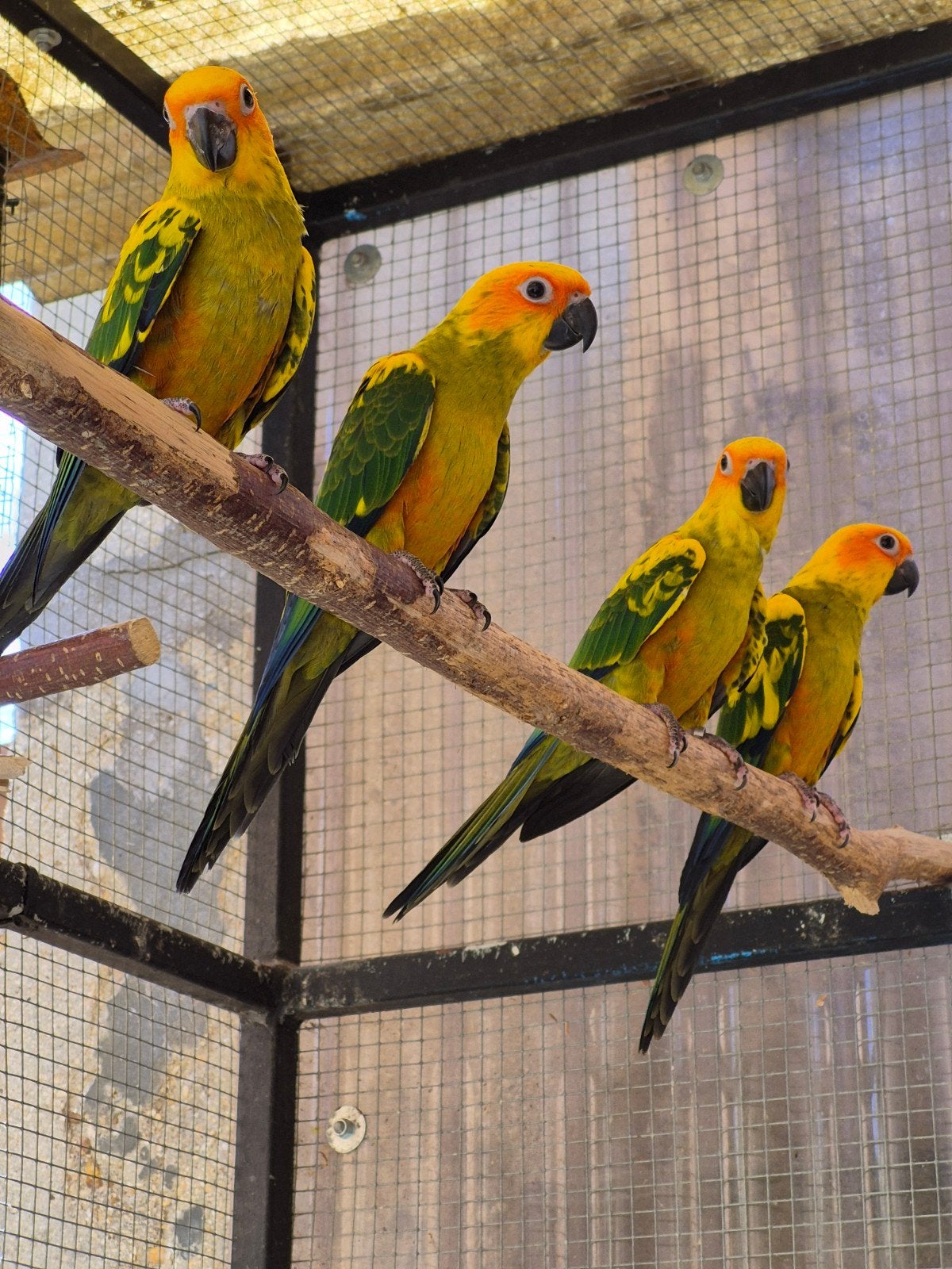 Aratinga solstitialis