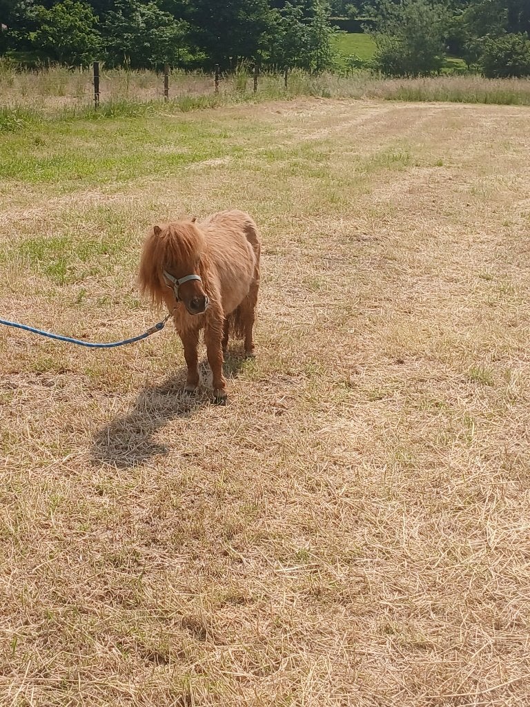 shetland stamboek merrie te koop, Dieren en Toebehoren, Merrie, Met stamboom