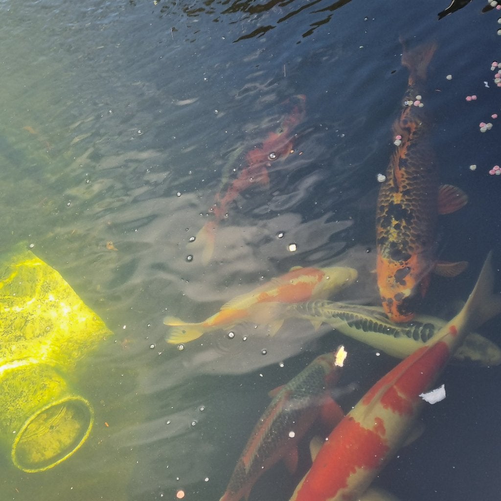 koi vissen te koop, Dieren en Toebehoren, Karper of Koi