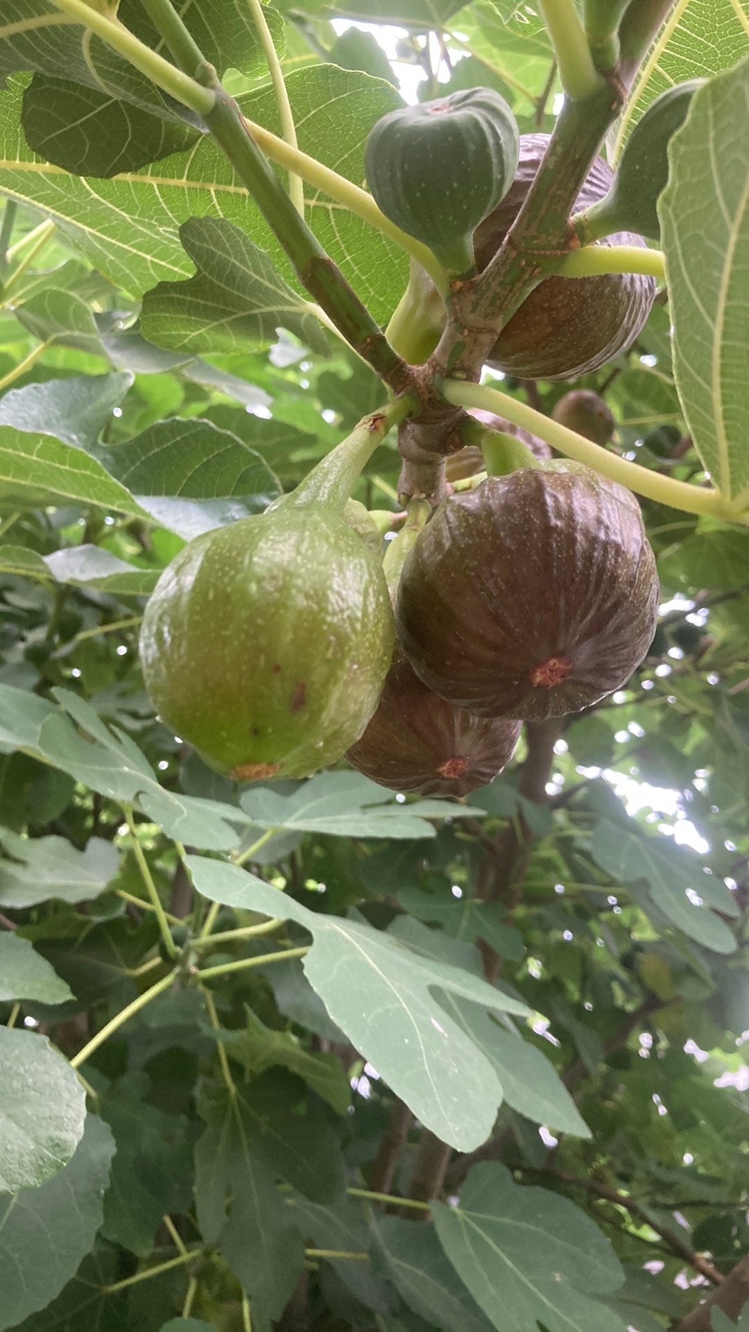 Figues fraîches, Enlèvement
