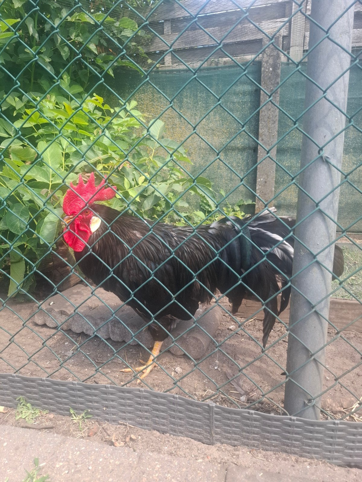 Jonge leghorn haan